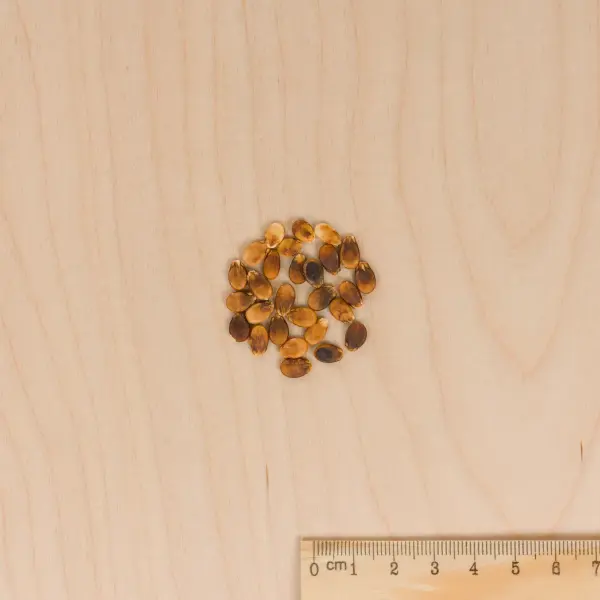 Potagères - Pastèque Mini - Love HF1 - Graines d'Exception - MEDIA_3D